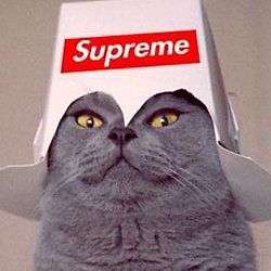 This image has an empty alt attribute; its file name is catsupreme.jpg